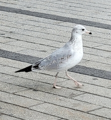 Larus delawarensis