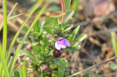 Justicia elegantula image