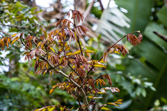 Millettia