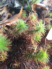 Polytrichum