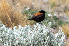 Austral Negrito photo 5