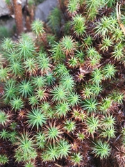 Polytrichum
