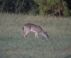 Odocoileus virginianus texanus