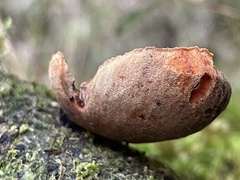Galiella