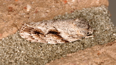 Agriophara confertella