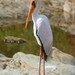 Yellow-billed Stork - Photo (c) glorysummay, some rights reserved (CC BY-NC), uploaded by glorysummay