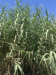 Arundo donax