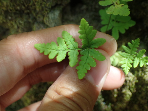 iNaturalist observation photo of goldback fern