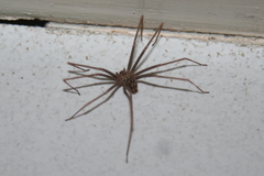 Loxosceles simillima