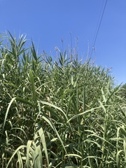 Arundo donax
