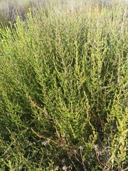 Cliffortia ericifolia