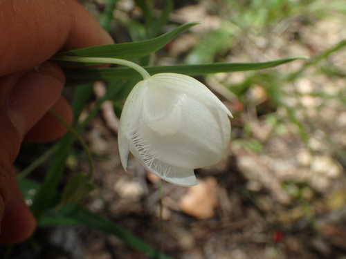 iNaturalist observation photo of White Globe Lily