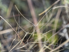 Aristida oligantha