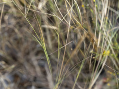 Aristida oligantha
