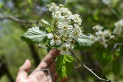 Crataegus canadensis
