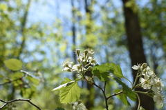 Crataegus canadensis