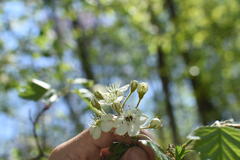 Crataegus canadensis