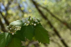 Crataegus fluviatilis