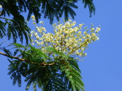 Senegalia polyphylla