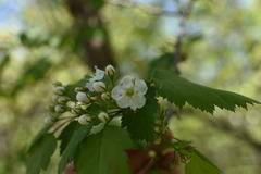 Crataegus fluviatilis