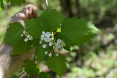 Crataegus fluviatilis