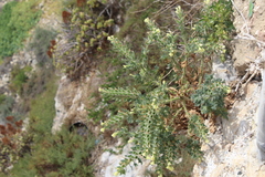 Hyoscyamus