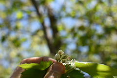 Crataegus fluviatilis