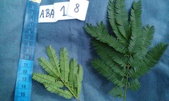 Senegalia polyphylla