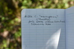 Crataegus fluviatilis