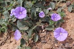 Convolvulus sabatius