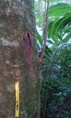 Senegalia polyphylla