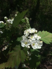 Crataegus fluviatilis