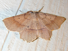 Euchlaena marginaria
