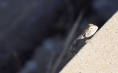 Agama anchietae