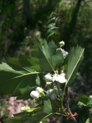 Crataegus fluviatilis