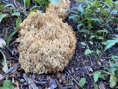 Ramaria flava