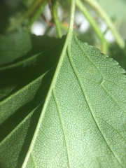 Crataegus fluviatilis