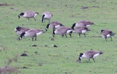 Branta canadensis