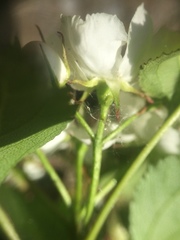 Crataegus fluviatilis