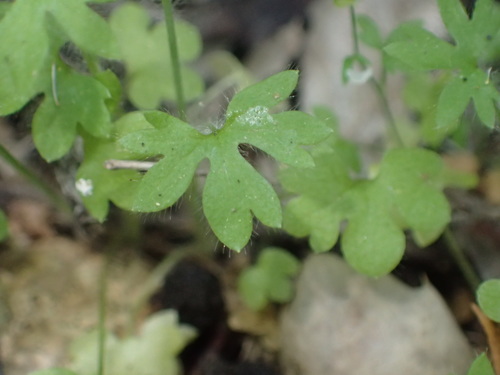 iNaturalist observation photo of pubescent-fruited buttercup