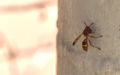 Polistes africanus