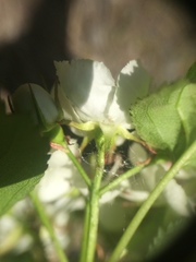 Crataegus fluviatilis
