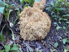 Ramaria flava