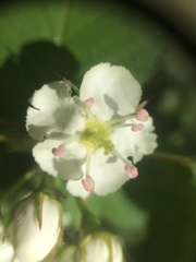 Crataegus fluviatilis