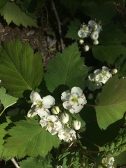 Crataegus fluviatilis