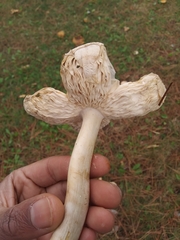 Amanita