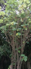 Dombeya pulchra