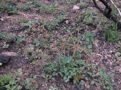 Lomatium repostum