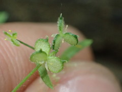 Ranunculus hebecarpus