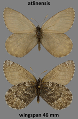 Oeneis melissa atlinensis